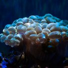 Underwater Wonder